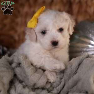 Tiny-Noelle, Bichon Frise Puppy