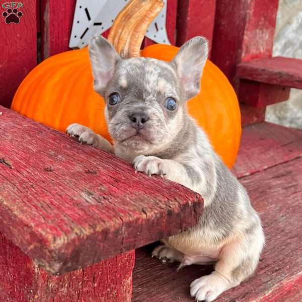 Patrick, French Bulldog Puppy