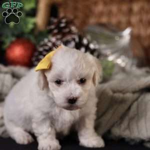 Tiny-Noelle, Bichon Frise Puppy