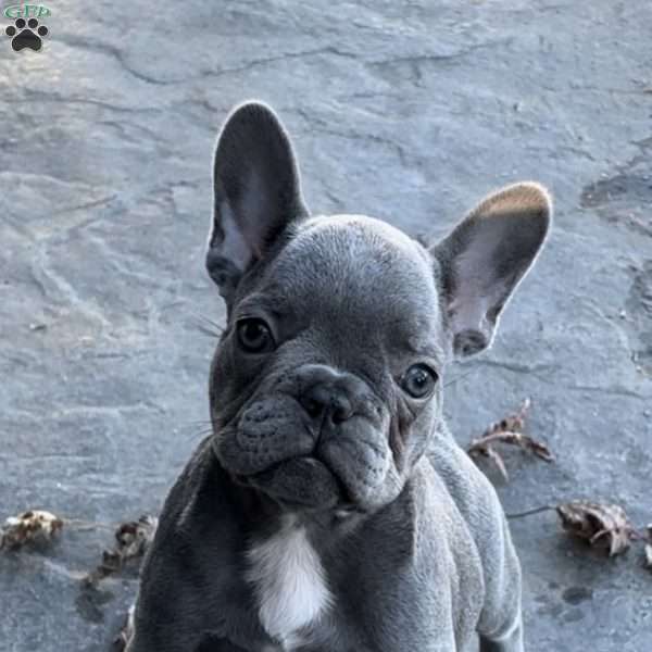 Fiona, French Bulldog Puppy