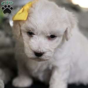 Tiny-Noelle, Bichon Frise Puppy