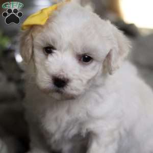 Tiny-Noelle, Bichon Frise Puppy