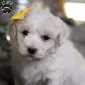 Tiny-Noelle, Bichon Frise Puppy