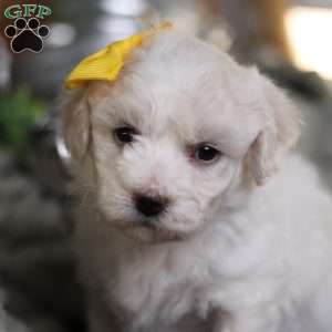 Tiny-Noelle, Bichon Frise Puppy