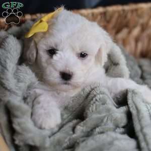 Tiny-Noelle, Bichon Frise Puppy