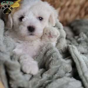 Tiny-Noelle, Bichon Frise Puppy