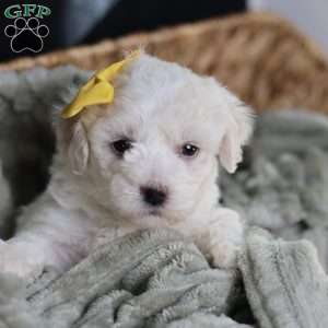 Tiny-Noelle, Bichon Frise Puppy