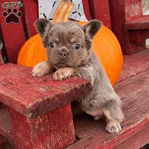 Wendy, French Bulldog Puppy