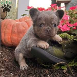 Wendy, French Bulldog Puppy