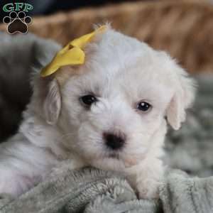 Tiny-Noelle, Bichon Frise Puppy