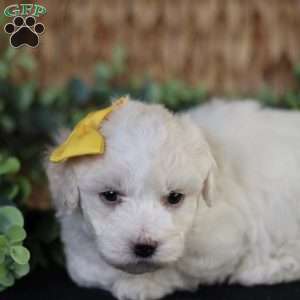 Tiny-Noelle, Bichon Frise Puppy