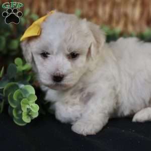 Tiny-Noelle, Bichon Frise Puppy