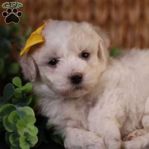 Tiny-Noelle, Bichon Frise Puppy