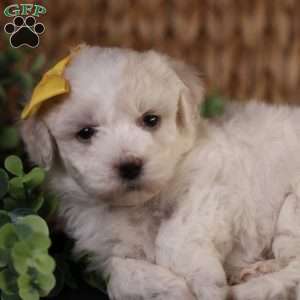 Tiny-Noelle, Bichon Frise Puppy