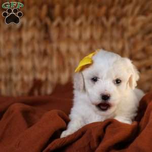 Tiny-Noelle, Bichon Frise Puppy