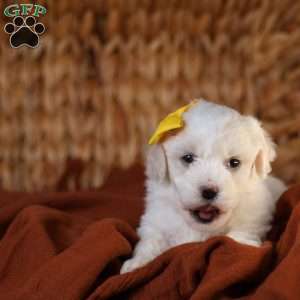 Tiny-Noelle, Bichon Frise Puppy