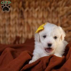 Tiny-Noelle, Bichon Frise Puppy