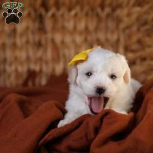 Tiny-Noelle, Bichon Frise Puppy