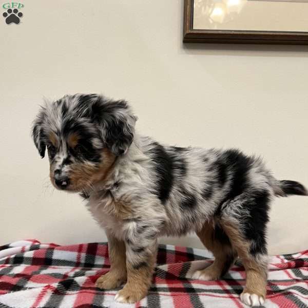 Holly, Australian Shepherd Puppy