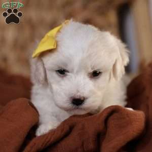 Tiny-Noelle, Bichon Frise Puppy