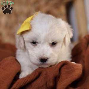 Tiny-Noelle, Bichon Frise Puppy