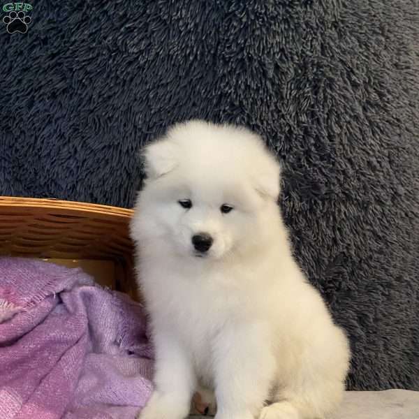 Sammy, Samoyed Puppy