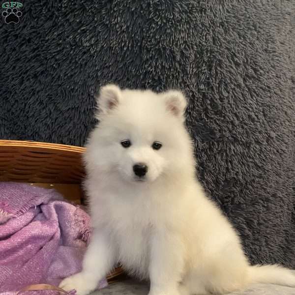 Henrietta, Samoyed Puppy