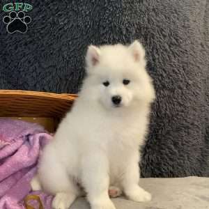 George, Samoyed Puppy