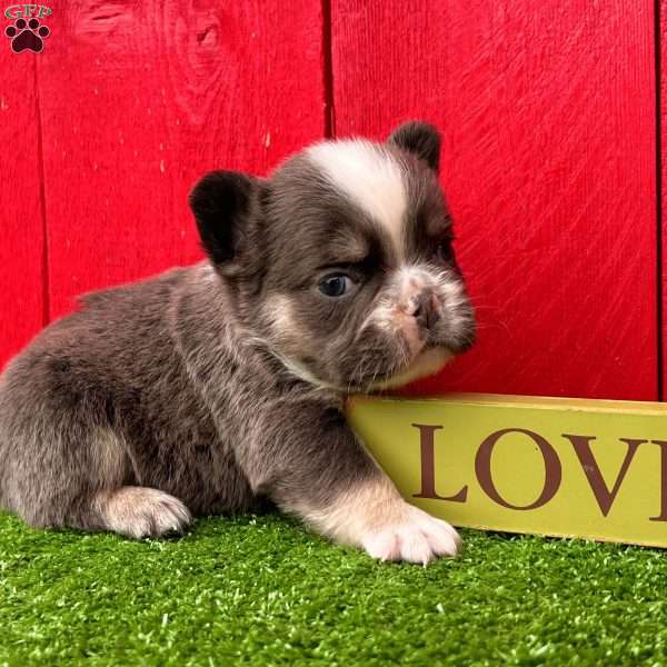 Jackson, French Bulldog Puppy