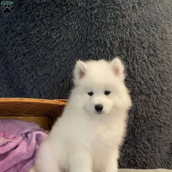 George, Samoyed Puppy