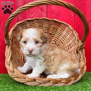 Lucky, Havanese Puppy