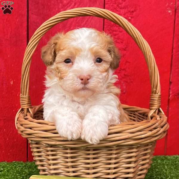 Lucky, Havanese Puppy