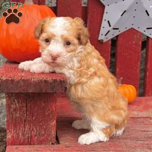 Lucky, Havanese Puppy