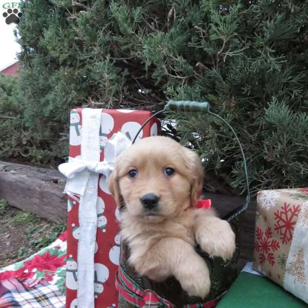 Holly, Golden Retriever Puppy