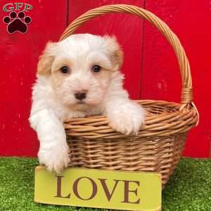 Louie, Havanese Puppy