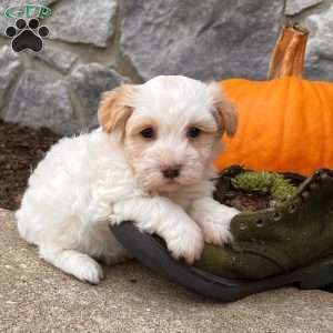 Louie, Havanese Puppy