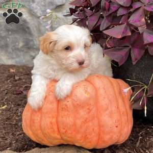 Louie, Havanese Puppy