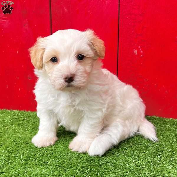 Louie, Havanese Puppy