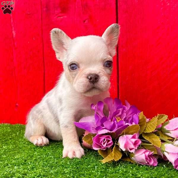 Rosa, French Bulldog Puppy