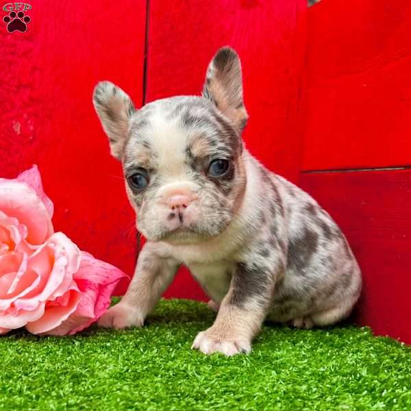 Rayne, French Bulldog Puppy