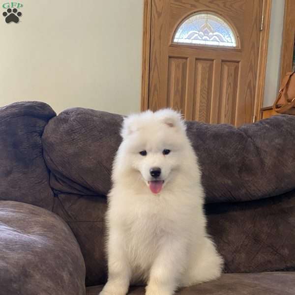 Charlie, Samoyed Puppy