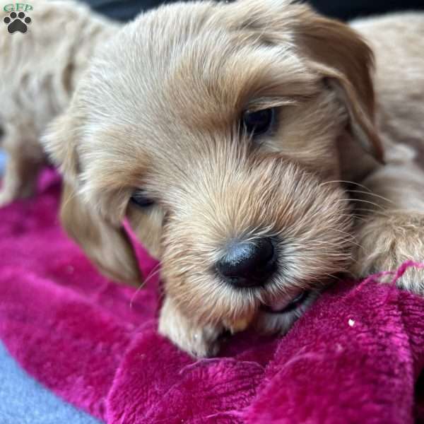 Cardie, Mini Labradoodle Puppy