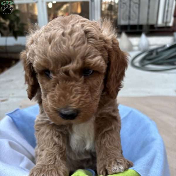 Earl, Mini Labradoodle Puppy