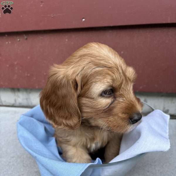 Cocoa, Mini Labradoodle Puppy