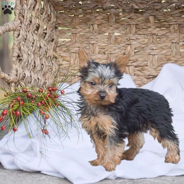 Ricky, Yorkie Puppy