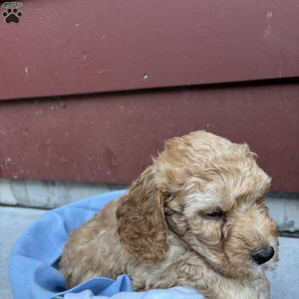 Nutmeg, Mini Labradoodle Puppy