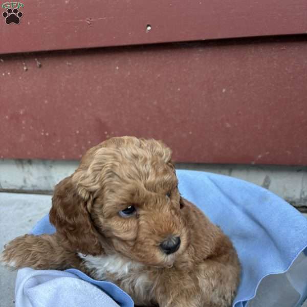 Allie, Mini Labradoodle Puppy