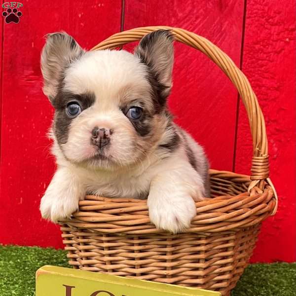 Royce, French Bulldog Puppy