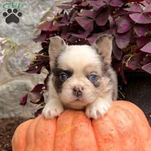 Royce, French Bulldog Puppy