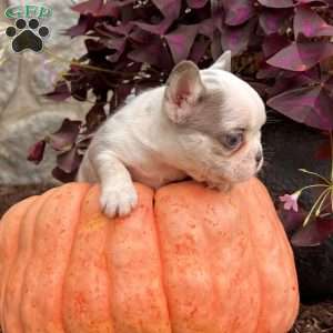 Rambo, French Bulldog Puppy